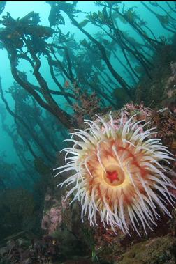 fish-eating anemone and stalked kelp