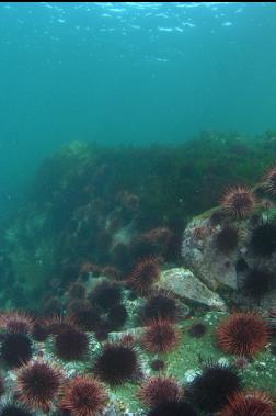 urchins near surface