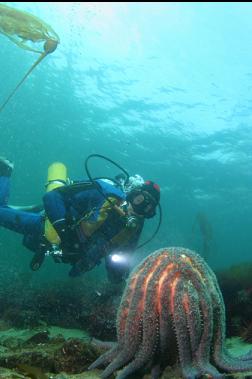 spawning sunflower star