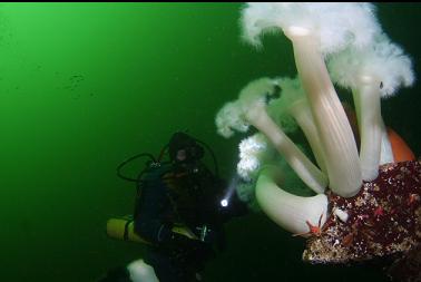 plumose anemones