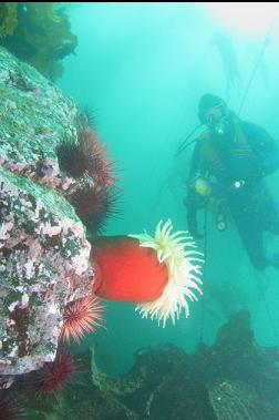 fish-eating anemone