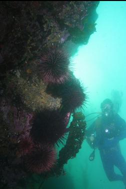 urchins on wall