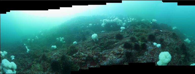 looking up at reef panorama