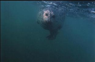 HARBOUR SEAL