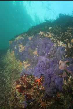 seastars on shallow wall