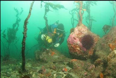 stalked kelp near start of reef