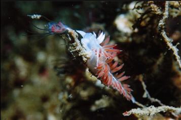 NUDIBRANCH ON HYDROID