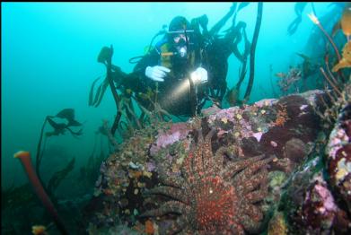 sunflower star and stalked kelp