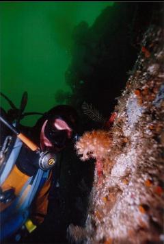 DIVER AND SOFT CORAL ON WALL