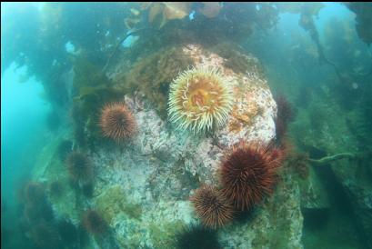 anemone and urchins