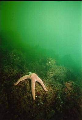 SEA STAR