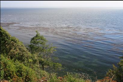 kelp bed viewed from steps