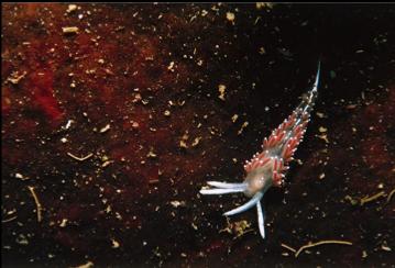 NUDIBRANCH