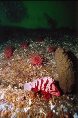 TIGER ROCKFISH, CRIMSON ANEMONES, AND BOOT SPONGE