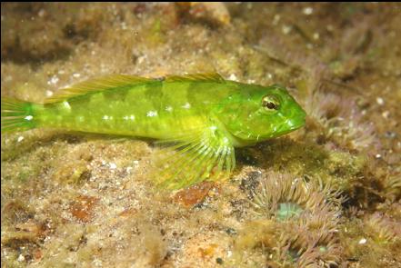 sculpin in the shallows