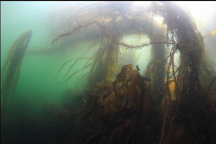 kelp in the shallows