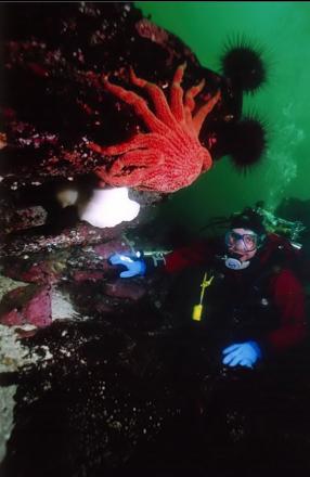 SUNFLOWER STAR, URCHINS AND WHITE PLUMOSE ANEMONE