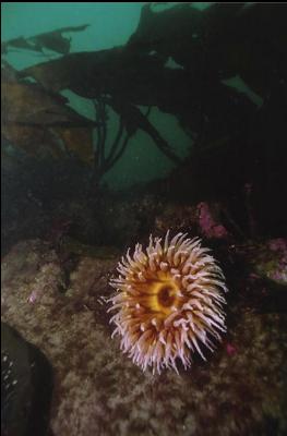 FISH-EATING ANEMONE