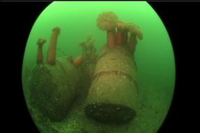 PLUMOSE ANEMONES ON CEMENT DRUMS