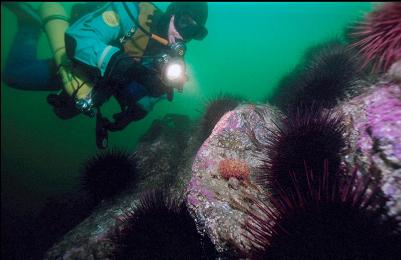 URCHINS AND SMALL ANEMONE