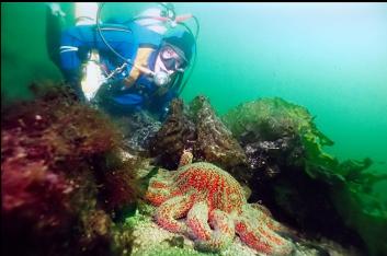 SUNFLOWER STAR ON SAND