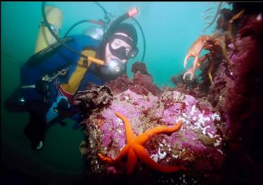 BLOOD STAR AND ANGRY KELP CRAB