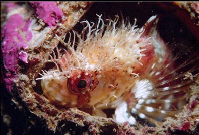 MOSSHEAD WARBONNET