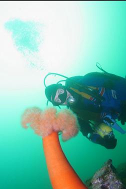 ORANGE PLUMOSE ANEMONE