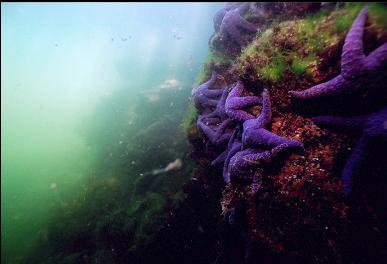 PURPLE SEA STARS IN SHALLOWS