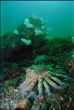 SUNFLOWER STAR AND ANEMONES ON REEF