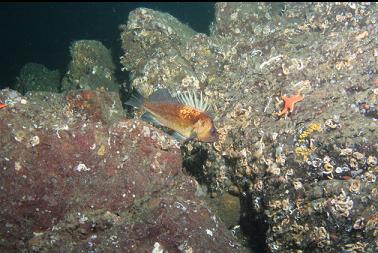 quillback rockfish