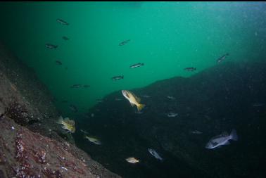 rockfish