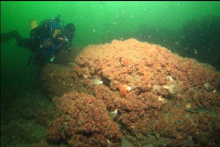 cup corals and burrowing cucumbers