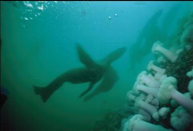 SEA LIONS BY WALL