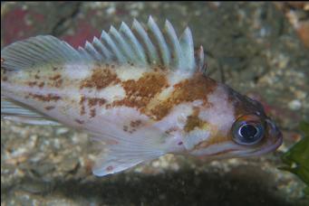 SMALL COPPER ROCKFISH