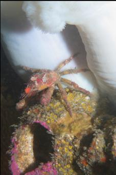 CRAB, BARNACLE SHELL AND ANEMONES