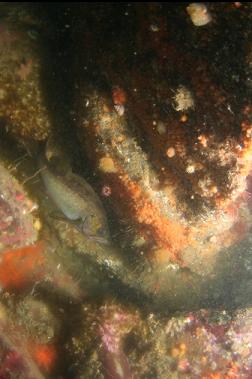 yellowtail rockfish between boulders