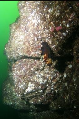 quillback rockfish