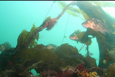 rockfish and kelp