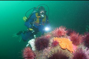 urchins and sunflower star near bay