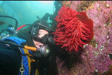 fish-eating anemone