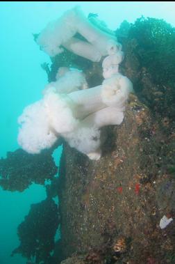 plumose anemones