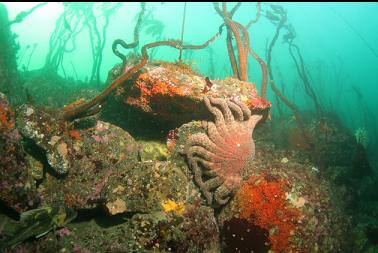 copper rockfish and sunflower star