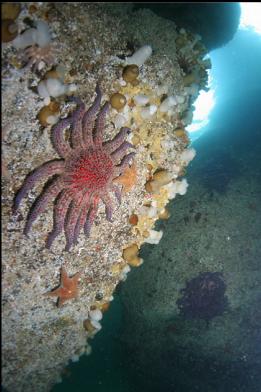 seastars and anemones