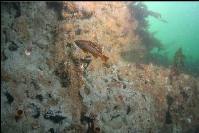 yellowtail rockfish next to clay wall