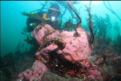 California cucumber and pink coraline algae