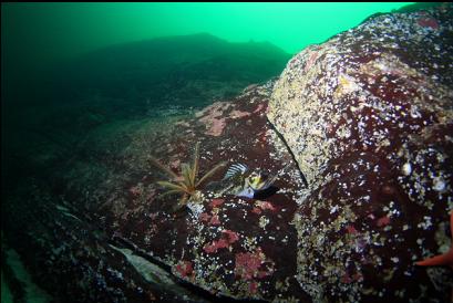 copper rockfish near top of wall