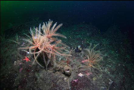 feather stars on boot sponges