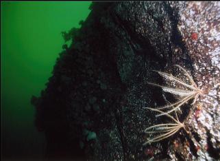 FEATHER STARS