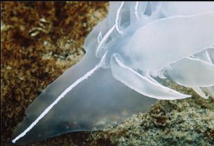 ALABASTER NUDIBRANCH ON MUD